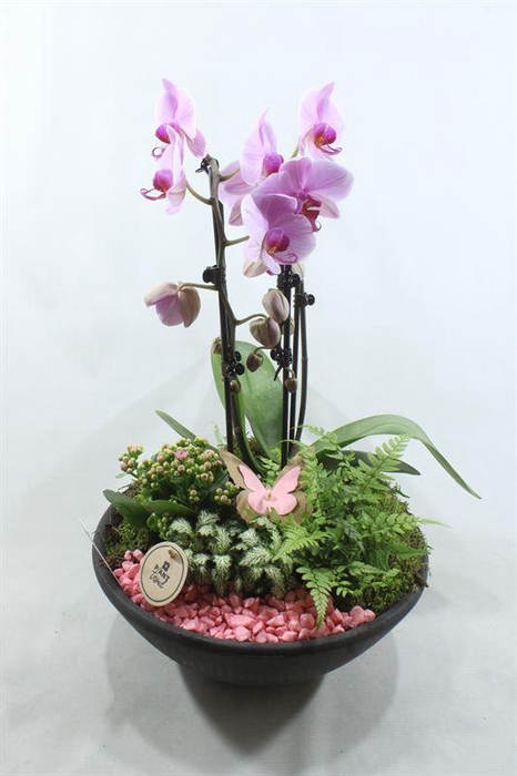 <h4>0702 XL ROZE EBBI CASCADE WIT</h4>