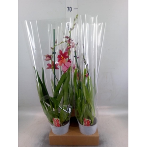 Burrageara  'Nelly Isler'