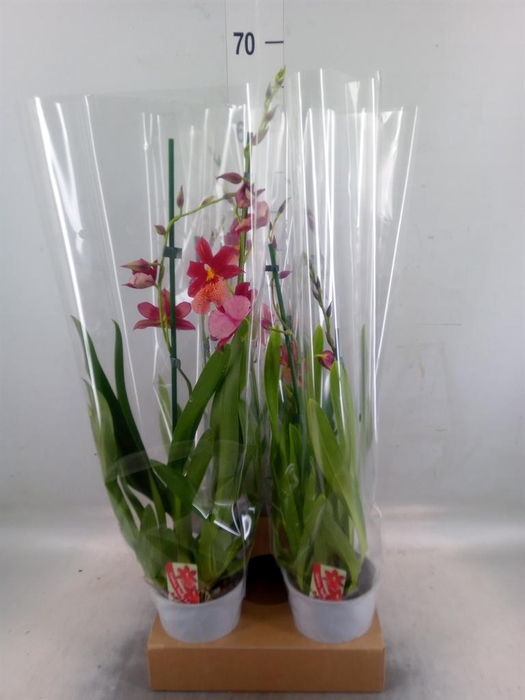 <h4>Burrageara  'Nelly Isler'</h4>