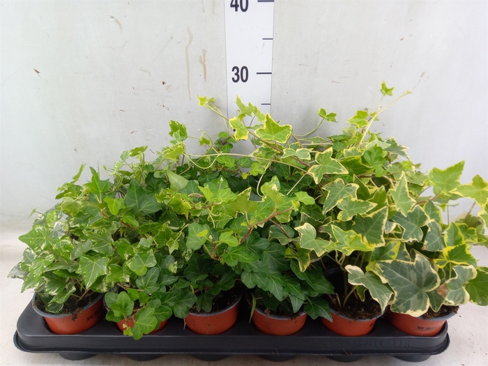<h4>Hedera helix   ...mix 3</h4>