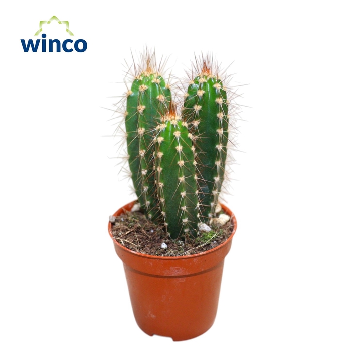 <h4>CACTUS OV</h4>