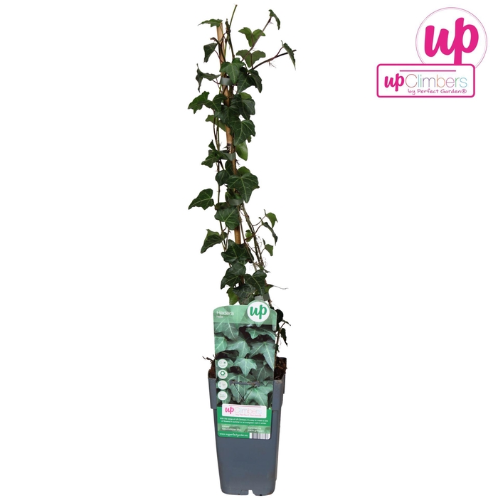 <h4>Hedera helix</h4>