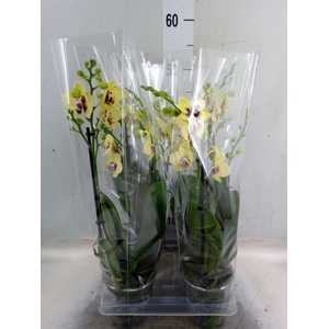 Phalaenopsis  'San Juan'