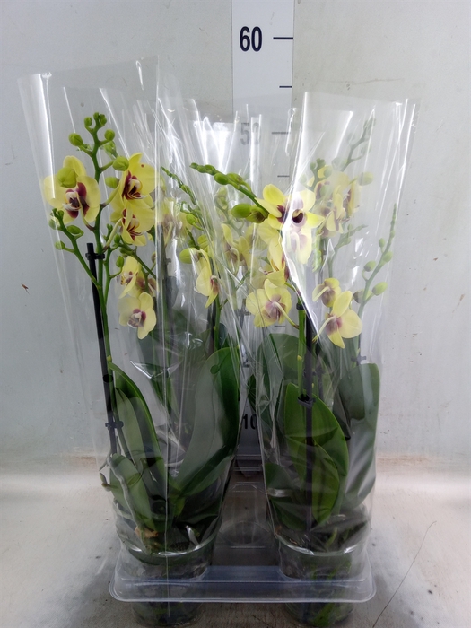 <h4>Phalaenopsis  'San Juan'</h4>