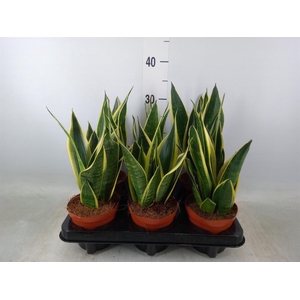 Sansevieria  'Star Canary'