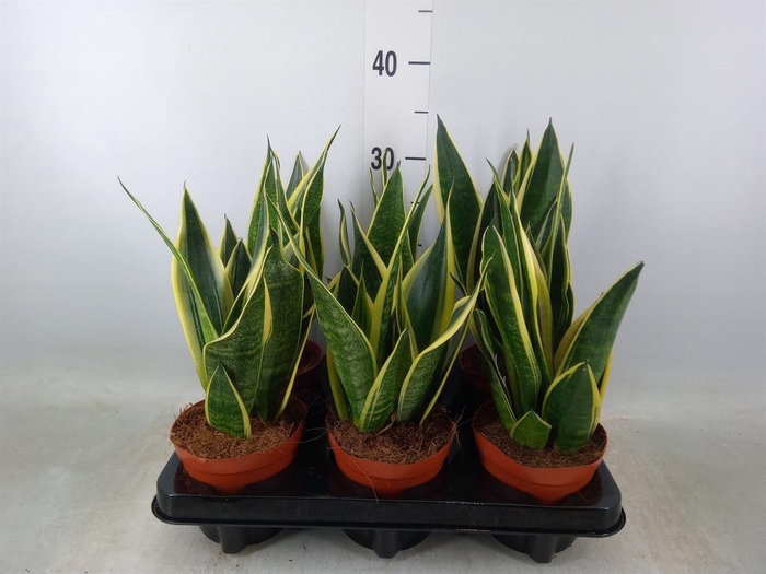 <h4>Sansevieria  'Star Canary'</h4>