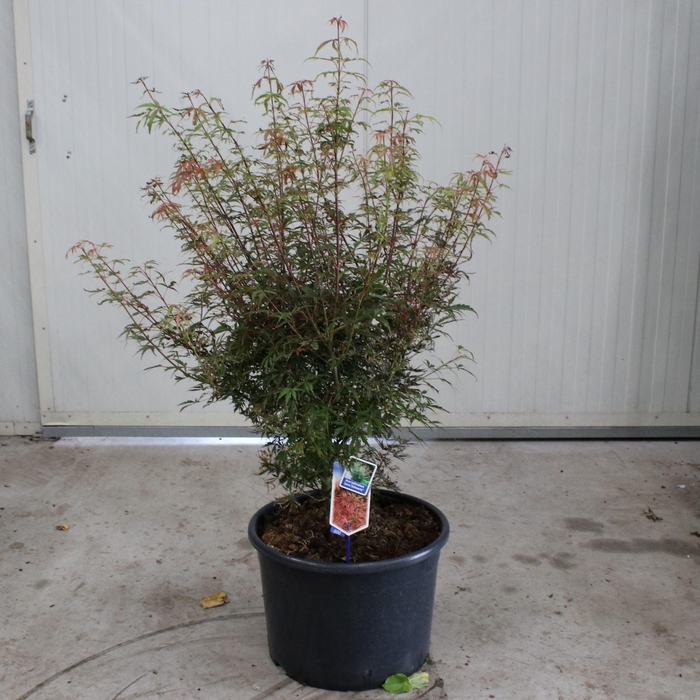 <h4>Acer palmatum Jerre Schwartz</h4>