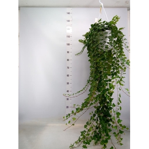 Hedera helix 'Wonder'