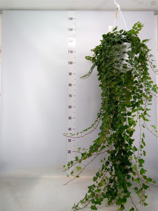 <h4>Hedera helix 'Wonder'</h4>