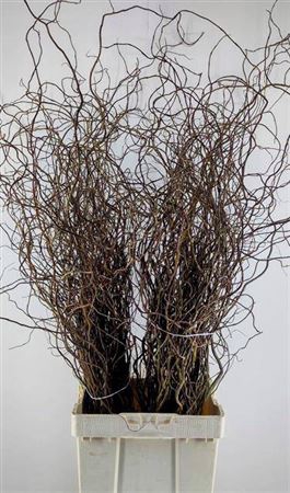 <h4>Salix Bunch</h4>