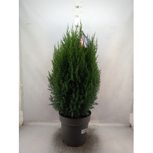 Juniperus chinensis 'Stricta'