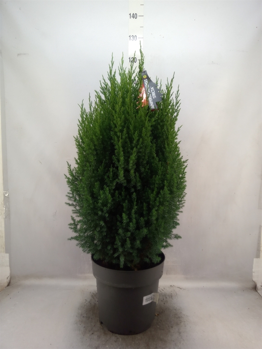 <h4>Juniperus chinensis 'Stricta'</h4>