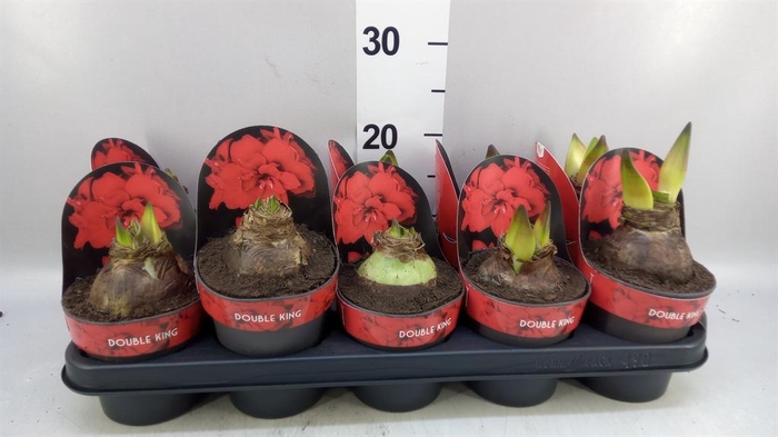 <h4>HIPPEASTRUM DG 'DOUBLE KING' 2 STEM</h4>