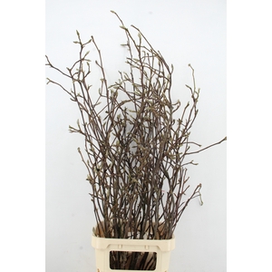 MAGNOLIA GRANDIFLORA X15