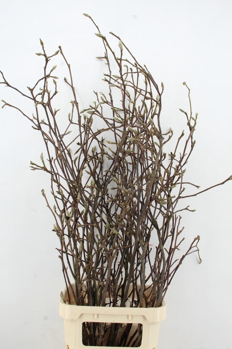 MAGNOLIA GRANDIFLORA X15