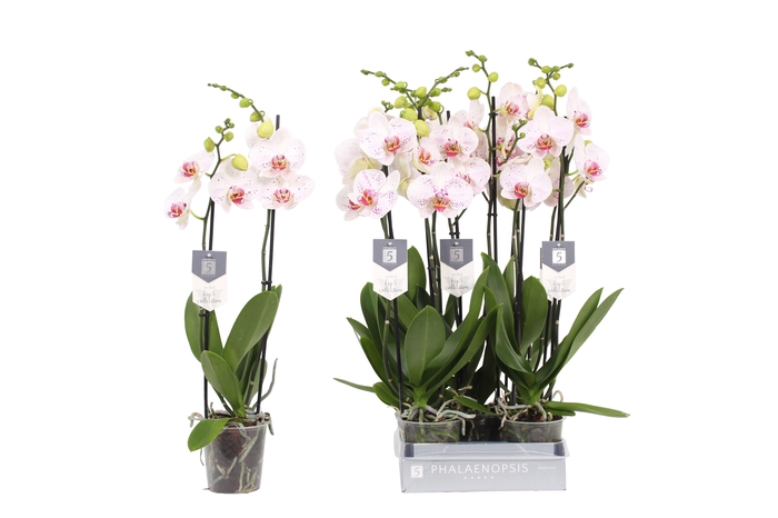 <h4>Phalaenopsis Goya, 2-spike 18+</h4>