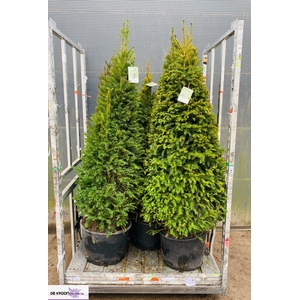 TAXUS BACCATA