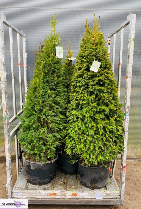 <h4>TAXUS BACCATA</h4>