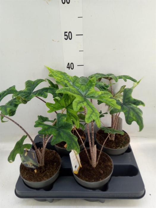 <h4>Alocasia   ...</h4>