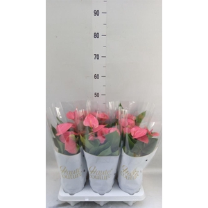 Anthurium andr. 'Sweet Dream'