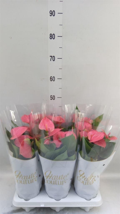 <h4>Anthurium andr. 'Sweet Dream'</h4>