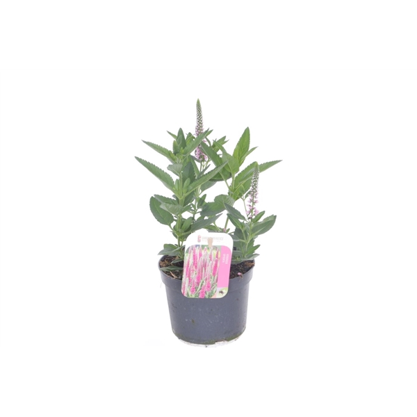 <h4>Veronica spicata Inspire Pink</h4>