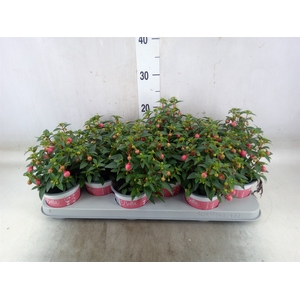 Fuchsia  'Bella Fuchsia Sacha'