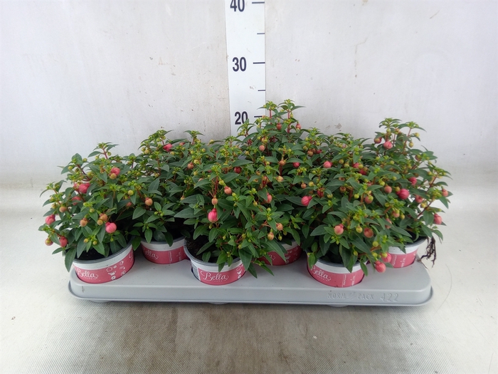 <h4>Fuchsia  'Bella Fuchsia Sacha'</h4>