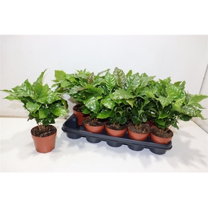 Coffea Arabica