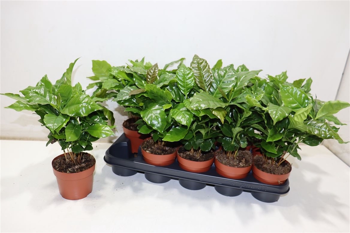 <h4>Coffea Arabica</h4>