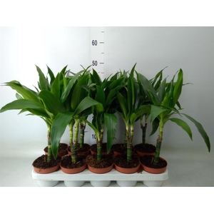 Dracaena frag. 'Janet Craig'