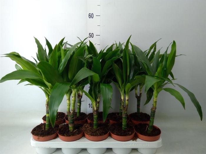 <h4>Dracaena frag. 'Janet Craig'</h4>