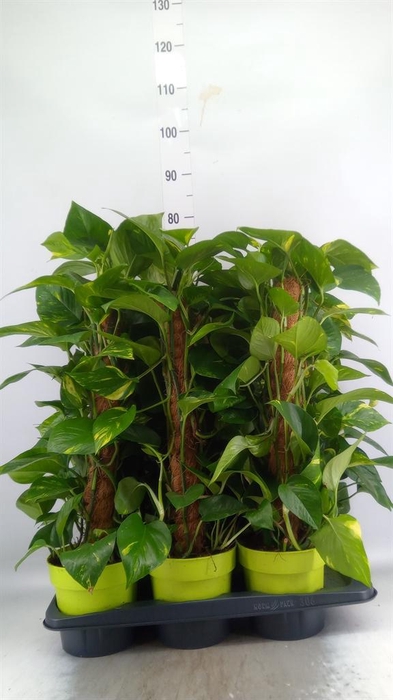 <h4>Epipremnum pinn.   ...moss stick</h4>