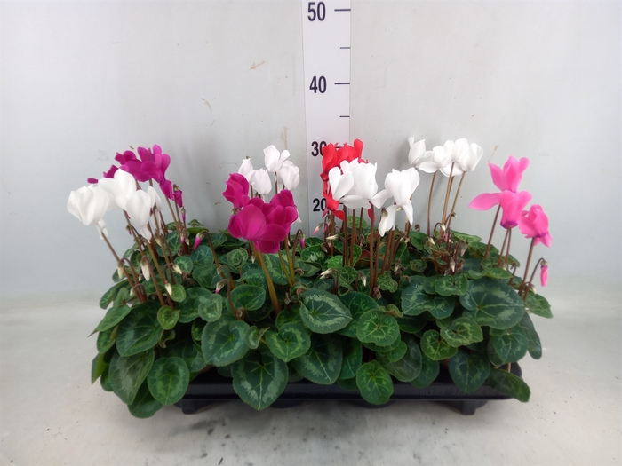 <h4>Cyclamen MD 'Macro'</h4>