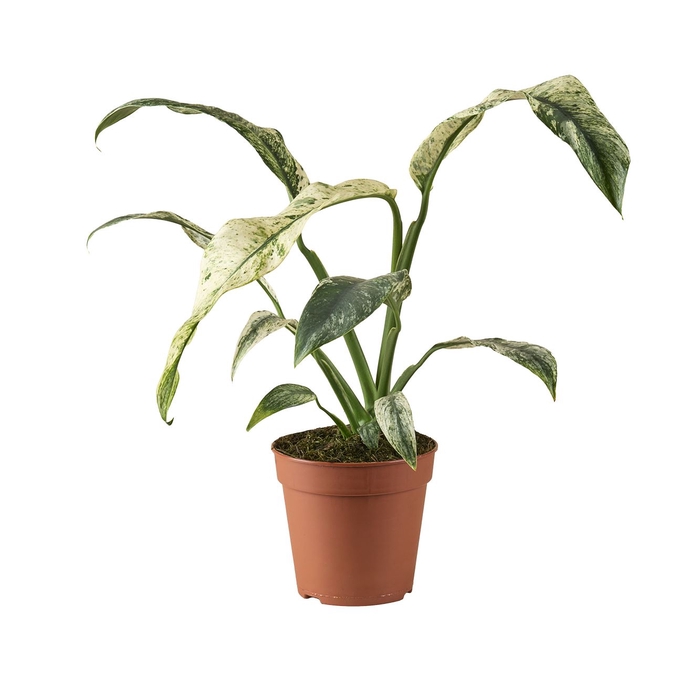 <h4>Planten Groen   ...L%</h4>