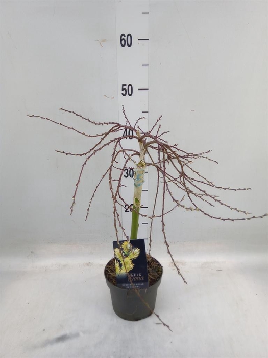 <h4>Salix repens 'Iona'</h4>