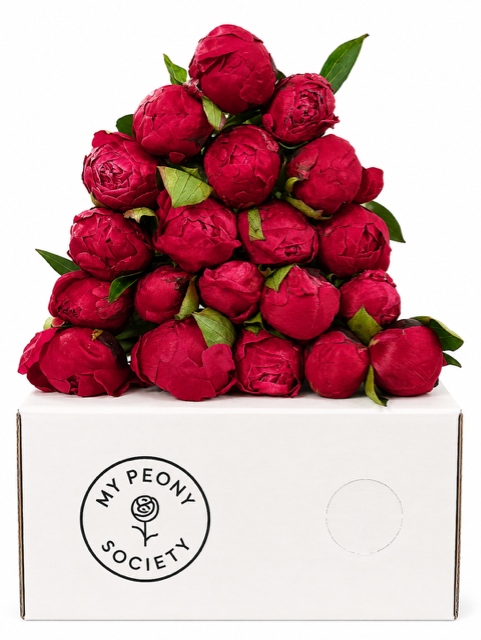 <h4>Paeonia Red Sarah Bernhardt</h4>