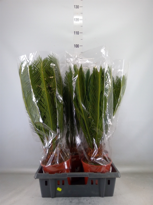 <h4>Cycas revoluta</h4>