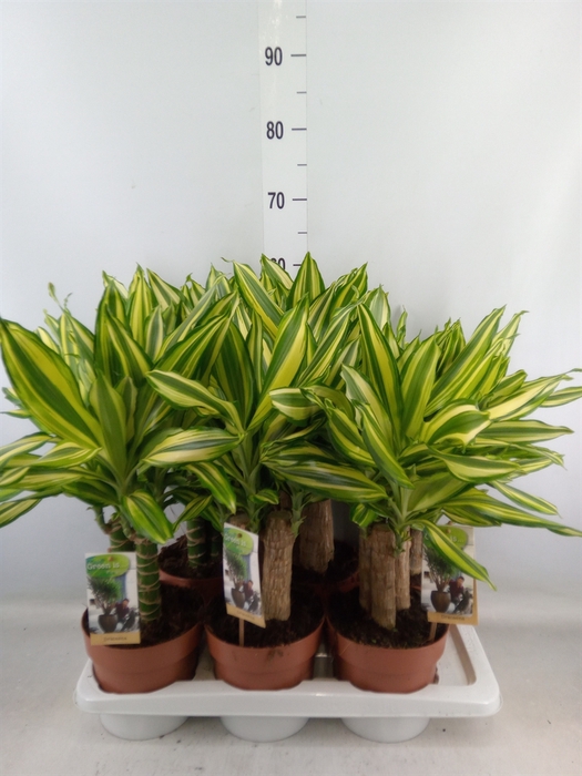 <h4>Dracaena frag.   ...</h4>