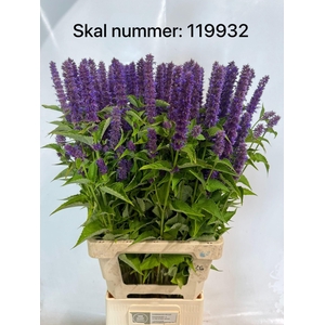AGASTACHE OV