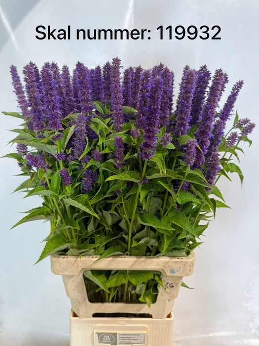 <h4>AGASTACHE</h4>