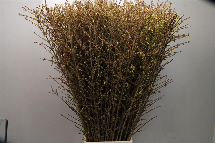 <h4>Forsy I Spectabilis</h4>