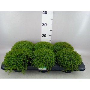 Soleirolia soleirolii