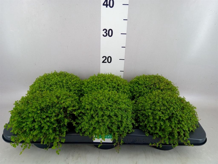 Soleirolia soleirolii