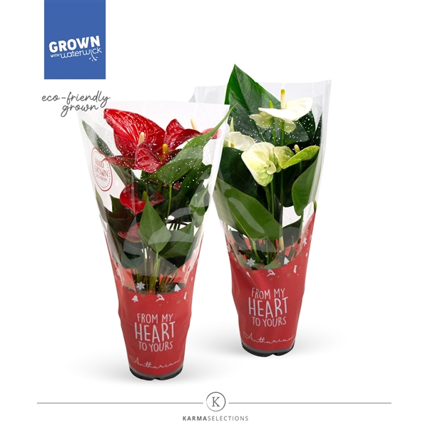 <h4>Anthurium - KARMA Red & White | 12cm | Xmas Sleeve</h4>