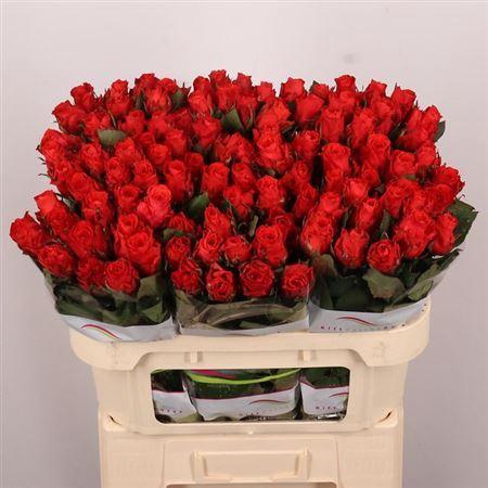 <h4>R Gr Bright Torch</h4>