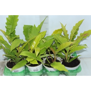PHILODENDRON GERGAJI GOLDEN P15
