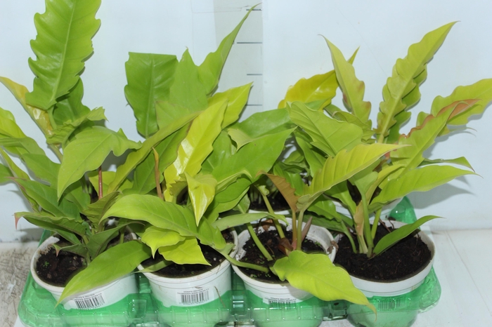 <h4>PHILODENDRON GERGAJI GOLDEN P15</h4>