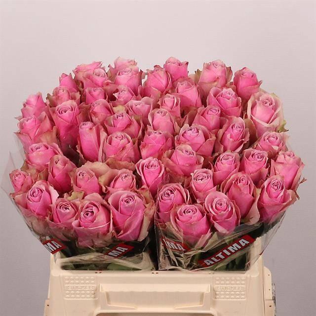 <h4>R GR ATHENA ROYALE</h4>