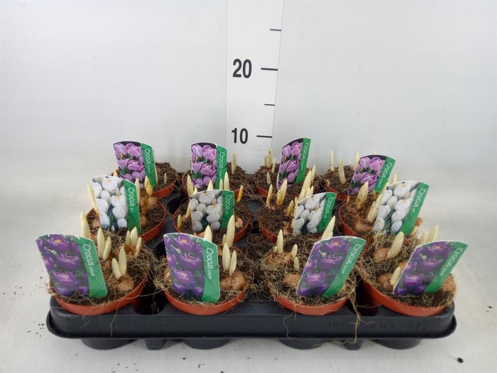 <h4>Crocus   ...in pot</h4>